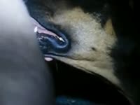 Dog giving blowjob to a hard cock